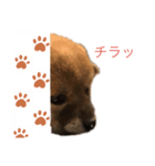 赤柴さんの1日（個別スタンプ：2）