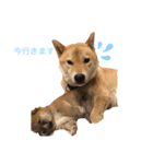 赤柴さんの1日（個別スタンプ：7）