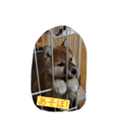 柴チャコスタンプ（個別スタンプ：1）