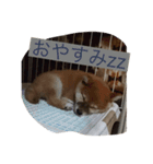 柴チャコスタンプ（個別スタンプ：3）