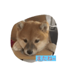 柴チャコスタンプ（個別スタンプ：11）