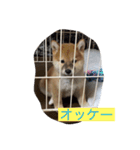 柴チャコスタンプ（個別スタンプ：13）