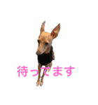 ダイコジですが。（個別スタンプ：3）