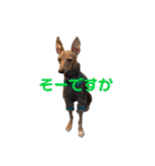ダイコジですが。（個別スタンプ：11）