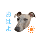 ダイコジですが。（個別スタンプ：18）