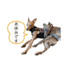 ダイコジですが。（個別スタンプ：22）