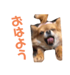 りこるつー（個別スタンプ：3）