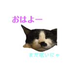 うちのにゃんこ＾＾（個別スタンプ：1）