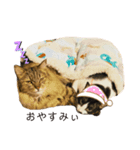 うちのにゃんこ＾＾（個別スタンプ：2）