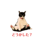 うちのにゃんこ＾＾（個別スタンプ：4）