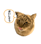 うちのにゃんこ＾＾（個別スタンプ：6）