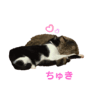 うちのにゃんこ＾＾（個別スタンプ：8）