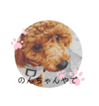 トイプのんちゃん（個別スタンプ：1）