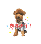 トイプのんちゃん（個別スタンプ：5）