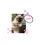 みかんとテンの楽しい毎日❤️③（個別スタンプ：1）