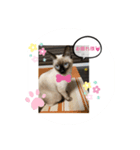 みかんとテンの楽しい毎日❤️③（個別スタンプ：3）