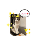 みかんとテンの楽しい毎日❤️③（個別スタンプ：6）