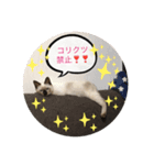 みかんとテンの楽しい毎日❤️③（個別スタンプ：7）