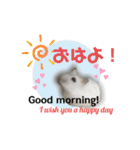ふわふわ♡しろっち Pearl White Hamster☆（個別スタンプ：3）