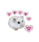ふわふわ♡しろっち Pearl White Hamster☆（個別スタンプ：4）
