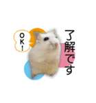 ふわふわ♡しろっち Pearl White Hamster☆（個別スタンプ：5）