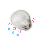 ふわふわ♡しろっち Pearl White Hamster☆（個別スタンプ：7）