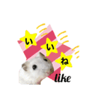 ふわふわ♡しろっち Pearl White Hamster☆（個別スタンプ：10）