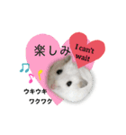 ふわふわ♡しろっち Pearl White Hamster☆（個別スタンプ：14）