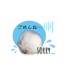 ふわふわ♡しろっち Pearl White Hamster☆（個別スタンプ：17）