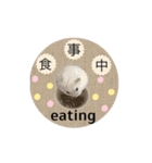 ふわふわ♡しろっち Pearl White Hamster☆（個別スタンプ：19）