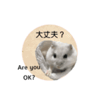 ふわふわ♡しろっち Pearl White Hamster☆（個別スタンプ：21）