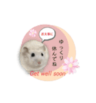 ふわふわ♡しろっち Pearl White Hamster☆（個別スタンプ：22）