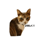 さやねこ2（個別スタンプ：1）