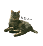 さやねこ2（個別スタンプ：4）