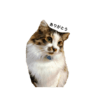 さやねこ2（個別スタンプ：6）