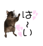 degu pearl stamp（個別スタンプ：1）