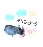 degu pearl stamp（個別スタンプ：5）
