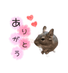 degu pearl stamp（個別スタンプ：7）