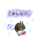 degu pearl stamp（個別スタンプ：8）