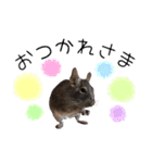 degu pearl stamp（個別スタンプ：9）