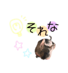 degu pearl stamp（個別スタンプ：13）