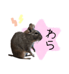degu pearl stamp（個別スタンプ：15）