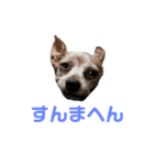 ミニピン☆関西弁☆（個別スタンプ：2）