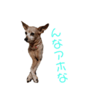 ミニピン☆関西弁☆（個別スタンプ：3）
