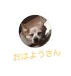 ミニピン☆関西弁☆（個別スタンプ：22）