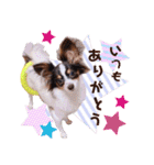 パピヨンの夢ちゃん♡4（個別スタンプ：2）