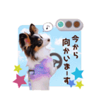 パピヨンの夢ちゃん♡4（個別スタンプ：9）