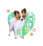 パピヨンの夢ちゃん♡4（個別スタンプ：10）