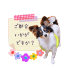 パピヨンの夢ちゃん♡4（個別スタンプ：14）