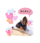 パピヨンの夢ちゃん♡4（個別スタンプ：16）